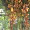Tea Garden House