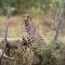 Sediba Luxury Safari Lodge