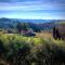 Tuscan renovated house in vineyards & olive trees