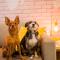 Locar-in Gramado - Onze-1 /Pet Friendly