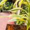 Vegetable Garden House