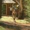 Little Olive Cabin