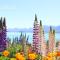 Two Fantails - Mountain Views