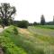 Hortensie Speyer