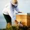 LE GITE DES ABEILLES
