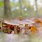 Better together - luxe chalet met houtkachel