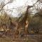 Coga Cottage - Marloth Park