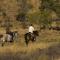 Coga Cottage - Marloth Park