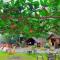 JUSH NATIVE AND GLAMPING - 道伊斯