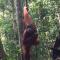 ORANG UTAN TREKING SUMATRA & LOVELY JUNGLE LODGE only book IF you are treking with us - 武吉拉旺