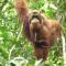 ORANG UTAN TREKING SUMATRA & LOVELY JUNGLE LODGE only book IF you are treking with us - 武吉拉旺