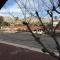 Casas Adobes condo - Tucson