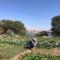 Salatoos Mango Garden and Guesthouse - 阿斯旺