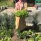 Salatoos Mango Garden and Guesthouse - 阿斯旺