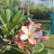 Retreat by Walias Entire Farm Pet-Friendly Sports