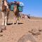 Mhamid wild Trekking Camels - Mhamid