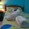 Hostel Rossy