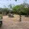 Yala Wild Safaris Camp by Malith