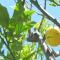 Limoni