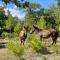 Les Yourtes de Provence - Saint-Paulet-de-Caisson