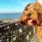 The Terrace At Westbrook - Pet friendly