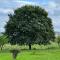 Country Retreat with Vineyard - Barcelos