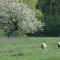 Gastenlogies Blauwe Schaap