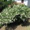 Guest House Oleander