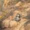Zambezi King Fisher Lodge - Katima Mulilo