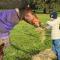 Jilly Park Farm Hands-On Experience Discover Authentic Farm Life Complimentary Breakfast Included - Buln Buln