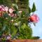 B&B The Roses Garden