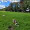 New Forest Bees Holiday Home, Bashley