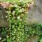 Shanthi Villa Home-stay