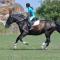 Plauter Kuria