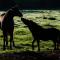 Flitwick Ranch - Swartberg