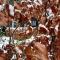 Chalet Wild Forest, knus chalet op de Veluwe met gratis parkeren