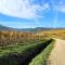 Vines & views