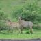 The Gaj Kesri Gir - Best Wildlife Resort in Gir - Dudhāla