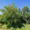 Ferienwohnpark Immenstaad am Bodensee Ein-Zimmer-Apartment 51 16 - 博登斯边的伊门施塔特