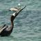 KARETS VIEW les pieds dans l eau - feet in water - Marigot