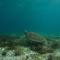 KARETS VIEW les pieds dans l eau - feet in water - Marigot