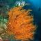 Quo Vadis Dive Resort - Moalboal
