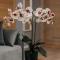Apartments & rooms Beli Dvor