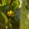 AGACH Aparts-Savran
