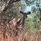 Madikwena Crocodile and Game Farm - Groot-Marico