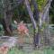 Tranquil Mountain Cottage :Hikes/Boma/Animals/Pool