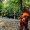 Wooded Wonder