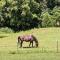 The Ranch in Mt Airy