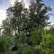 Twin Trees Cottage