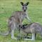 Grampians View Cottages and Units - Halls Gap